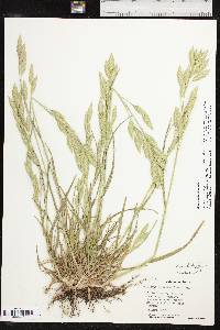 Bromus catharticus var. catharticus image