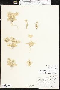 Dasyochloa pulchella image