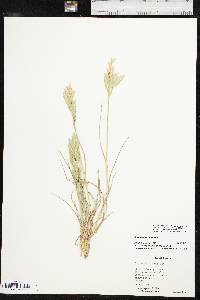 Bromus catharticus var. catharticus image