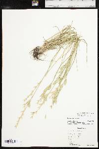 Bromus catharticus var. catharticus image