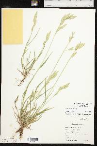 Bromus catharticus var. catharticus image