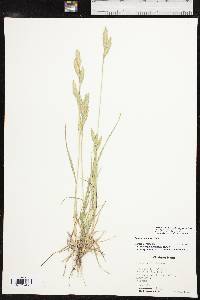 Bromus catharticus var. catharticus image