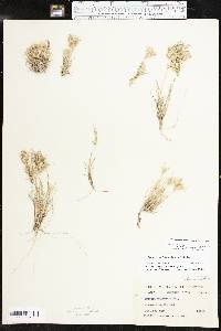 Dasyochloa pulchella image