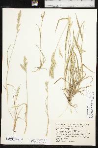 Bromus catharticus image