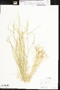 Eriochloa contracta image