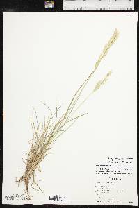 Bromus catharticus image