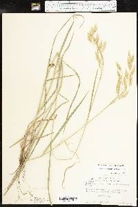 Bromus lanatipes image