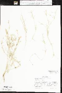 Eragrostis reptans image