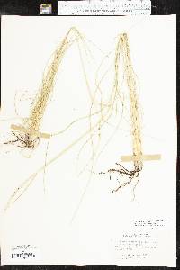 Eriochloa sericea image