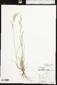 Bromus catharticus var. catharticus image