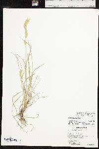 Bromus catharticus var. catharticus image