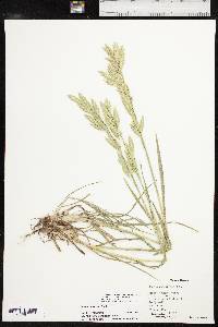 Bromus catharticus image