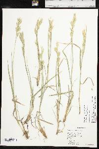 Bromus catharticus image