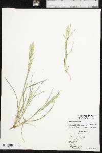 Bromus catharticus image