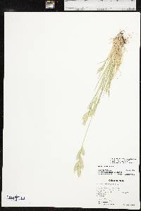 Bromus catharticus image