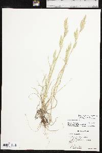 Bromus catharticus var. catharticus image