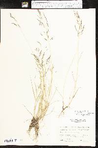 Eragrostis pectinacea var. pectinacea image