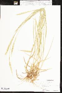 Eriochloa contracta image