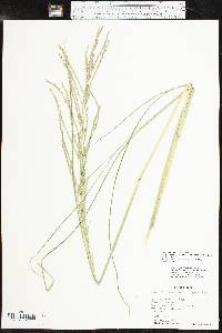 Diplachne fusca subsp. fascicularis image