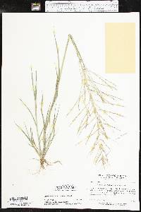 Leptochloa panicea subsp. brachiata image