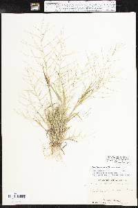 Leptochloa panicea image