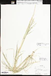 Diplachne fusca subsp. fascicularis image