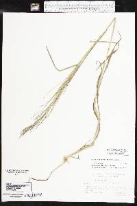 Leptochloa panicea image