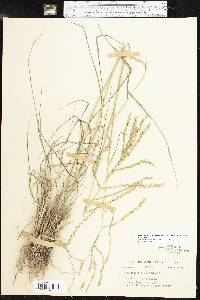 Disakisperma dubium image