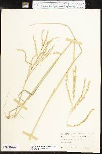 Disakisperma dubium image