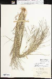 Leptochloa panicea image