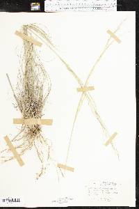 Muhlenbergia involuta image