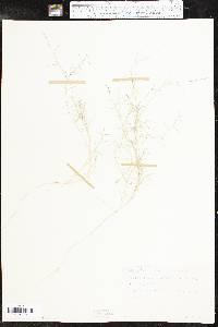 Muhlenbergia utilis image