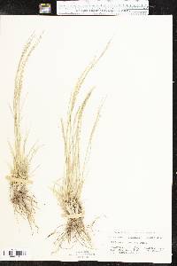 Muhlenbergia arenicola image