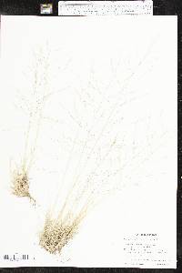 Muhlenbergia arenicola image