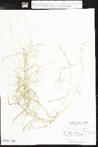 Muhlenbergia schreberi image