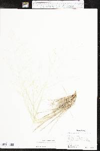 Muhlenbergia arenicola image