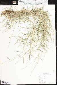 Muhlenbergia schreberi image