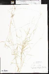 Muhlenbergia schreberi image