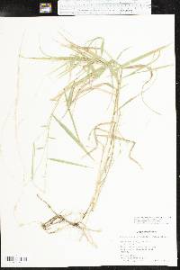 Muhlenbergia sobolifera image