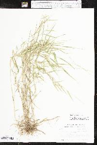 Muhlenbergia bushii image