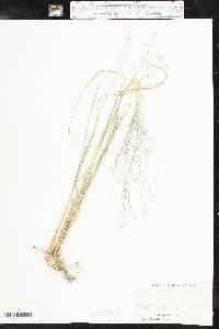 Muhlenbergia capillaris image