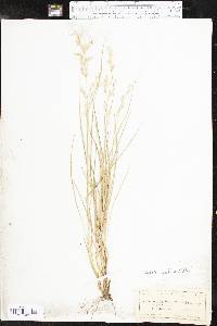 Melica mutica image