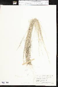 Muhlenbergia arenicola image