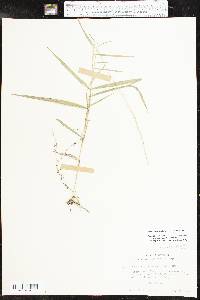 Muhlenbergia sobolifera image