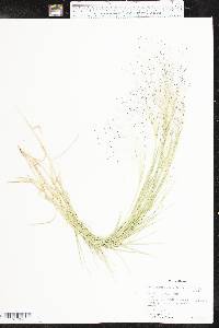 Muhlenbergia asperifolia image