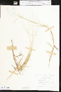 Muhlenbergia asperifolia image