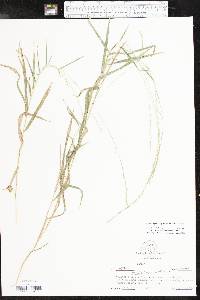 Muhlenbergia sobolifera image