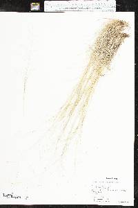 Muhlenbergia arenicola image