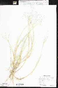 Muhlenbergia asperifolia image