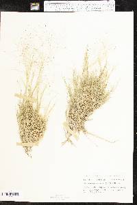 Muhlenbergia arenacea image